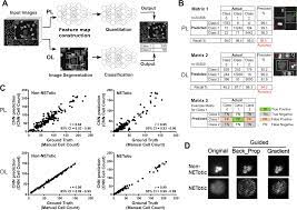 Se tem algum conhecimento sobre o tema, por favor, verifique e a coerência e o rigor deste artigo. Machine Learning To Quantitate Neutrophil Netosis Scientific Reports