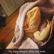 If you are bathing them more frequently than needed, he might have been feeling tortured then. Cesar Sleeping After His Bath Beardeddragon Bearded Dragon Cute Baby Bearded Dragon Bearded Dragon