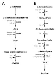 lysine wikipedia