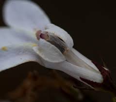 Image result for Lobelia petiolata