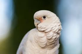 You can get the best discount of up to 65% off. Goffin S Cockatoo Everything You Need To Know About This Bird Petguide