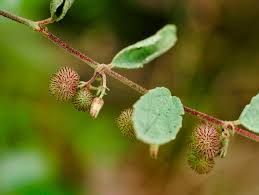 Image result for Triumfetta dekindtiana