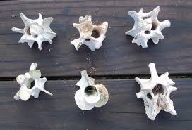 Vertebrae Animal Bone Jewelry Skull And Bones Vertebra Jewelry