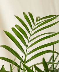 82,722 likes · 8 talking about this. Buy Large Potted Bamboo Palm Indoor Plant Bloomscape