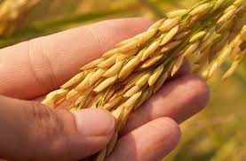 Flour is ground from wheat berries and wheat berries can grow in your home garden. Full Guide To Milling Your Own Flour At Home Why How Pros Cons Truesourdough Com