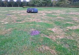 We did not find results for: How To Get Rid Of Moles 5 Tips Belrobotics