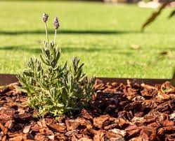 Das verrottende material entzieht der erde im garten stickstoff, welcher für das wachstum. Pinienrinde Pinienmulch Oder Rindenmulch
