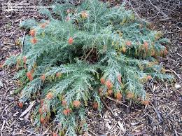 Image result for Grevillea biternata