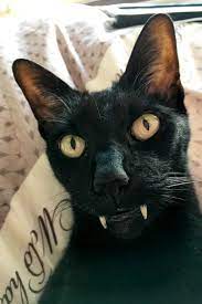 Browse 735 cat fangs stock photos and images available, or start a new search to explore more stock photos and images. Vampurr Have You Ever Seen A Black Cat With Such Vampire Fangs What An Exceptional Animal We Bet This Kitty Is Funny Cat Pictures Cute Funny Animals Animals