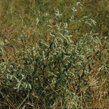 Image result for Aerva leucura