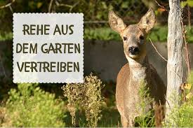 Die umzäunung des zu schützenden geländes, das vertreiben der tiere mit hilfe eines wasserstrahls, das ausstreuen von granulat oder der einsatz von sogenanntem. So Vertreiben Sie Rehe Aus Dem Garten Gartenlexikon De