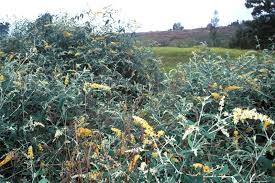 Image result for Buddleja madagascariensis