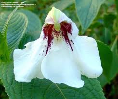 Image result for Impatiens tinctoria