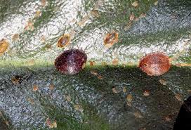 Image result for scale on plant