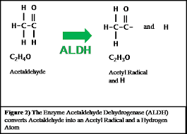 How Alcohol Is Metabolized In The Human Body