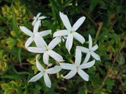 Image result for Jasminum