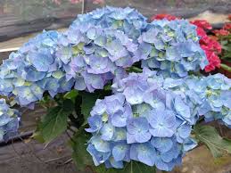 Image result for Hydrangea macrophylla bela obrázek