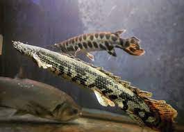 Palmas Endlicheri Si Ikan Naga Bertubuh Pasir Nakama Aquatics