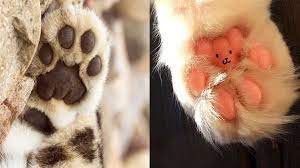 15 adimda poncik kedi patilerini taniyalim kedi