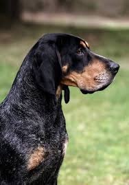 Black And Tan Plott Hound Lab Mix Pin On Coons Gsp