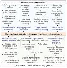 Haran s, schickler h, chet i (1996) molecular mechanisms of lytic enzymes involved in the biocontrol activity of trichoderma reddy p.p. Biotechnological Advancements And Begomovirus Management In Okra I Abelmoschus Esculentus I L Status And Perspectives Abstract Europe Pmc