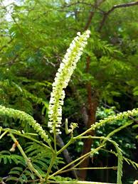 Image result for Acacia polyacantha