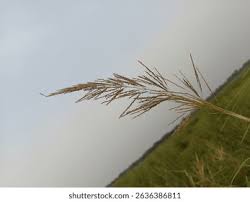 Image result for Arundinella nepalensis