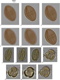 Image result for Strephonema