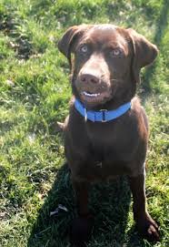 Adopt Sam On Labrador Retriever Puppies Labrador Retriever Labrador