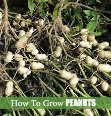 Peanuts are one of the most familiar food staples in the united states. How To Grow Peanuts Food Garden Growing Food Edible Garden