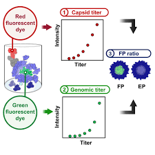 Image result for Gold 1999 AAV