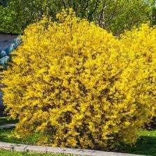 Lynwood Gold Forsythia Overview Deer Resistant Shrubs Garden Shrubs Landscape Design