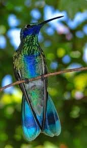 Blue And Green Hummingbird On A Perch Beautiful Birds Pet Birds Colorful Birds