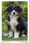 Australian Shepherd Puppies for Sale | Lancaster Puppies
