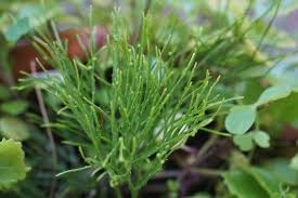 Image result for Psilotum nudum