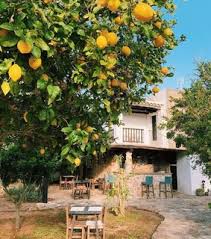 Free for commercial use ✓ no attribution required . Lemon Tree Images On Favim Com