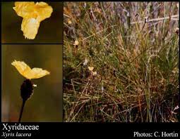 Image result for Xyridaceae