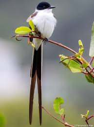 Image result for Acridocarpus chloropterus