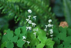 Image result for Blyxa hexandra