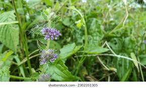 Image result for Mesosphaerum
