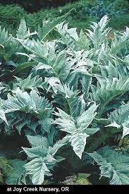 Cynara Cardunculus Pollinator Plants Architectural Plants Foliage Plants