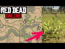 Asclepias Recogidas Red Dead Redemption 2 Online Desafios Diarios Youtube