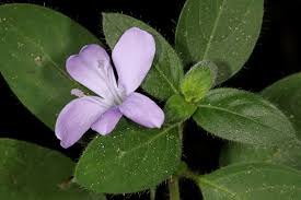 Image result for Barleria obtusa