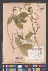 Image result for Teramnus uncinatus