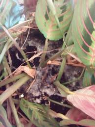 All is fine and dandy until you wake up one morning to discover that your favorite potted plant is growing fuzzy, white mold. Prayer Plant Mold 417183 Ask Extension
