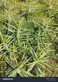 Image result for Enicostema axillare