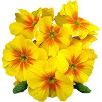 Hindi flowers chart हनद फल क चरट basic it is a small tree growing upto 75 m. List Of Flowers In English With Urdu Hindi Meaning Flowers List With Pictures
