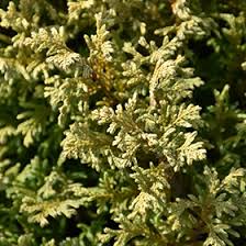 Image result for Chamaecrista plumosa