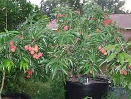 Maybe you would like to learn more about one of these? Cara Nak Buat Pokok Cepat Berbuah Dan Lebat Blog Santai Santai Jerr