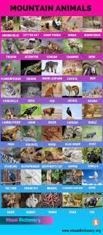 Black macaques are social animals, living in large groups, usually with more females than males. Mountain Animals Big List Of 115 Names Of Animals Live In The High Mountains Visual Dictionary